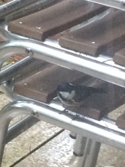 Periparus ater britannicus