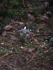 Periparus ater britannicus