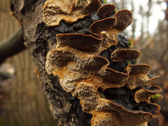 Phellinus abietis