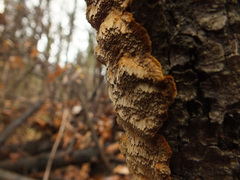 Phellinus abietis