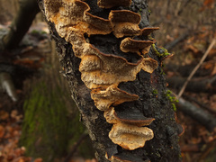 Phellinus abietis