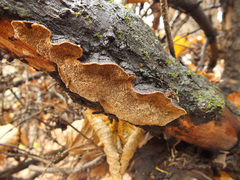 Phellinus abietis