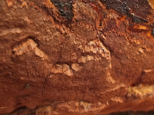 Phellinidium ferrugineofuscum