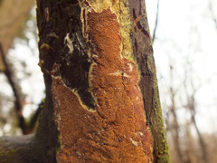 Steccherinum collabens