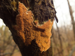 Steccherinum collabens