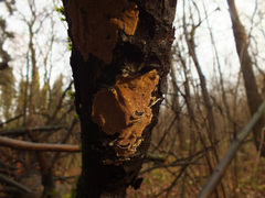 Steccherinum collabens