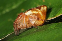 Cyclosa conica