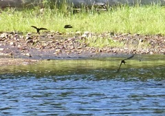 Psalidoprocne pristoptera