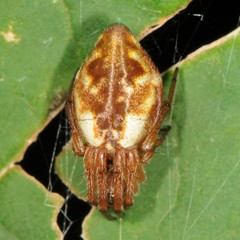 Cyclosa conica