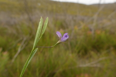 Psoralea laxa