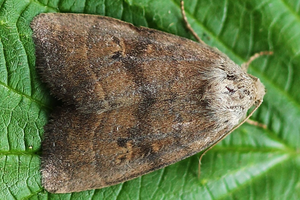 Ipimorpha contusa