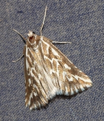 Argyrophora arcualis