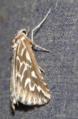 Argyrophora arcualis