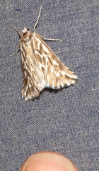 Argyrophora arcualis