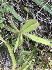 Selenicereus undatus