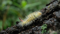 Calliteara pseudabietis