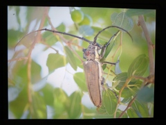 Batocera rufomaculata
