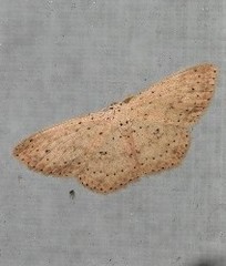 Cyclophora turneri