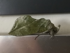 Eudocima hypermnestra