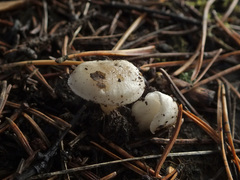 Hygrophorus piceae