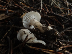 Hygrophorus piceae