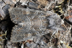 Lacanobia aliena