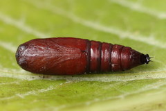 Lacanobia aliena