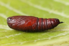 Lacanobia aliena