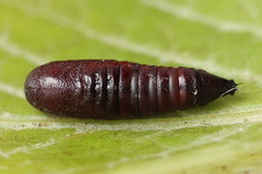 Lacanobia aliena