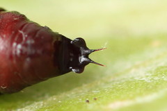 Lacanobia aliena