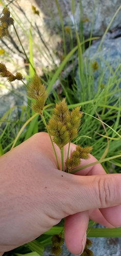 Carex crawfordii iNat (2)