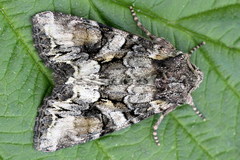 Lacanobia contigua