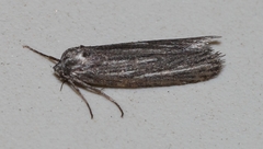 Criocharacta amphiactis