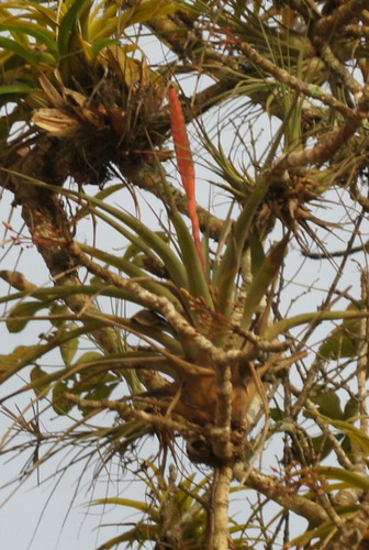 Tillandsia barclayana
