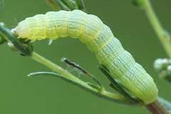 Lacanobia contigua