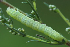 Lacanobia contigua