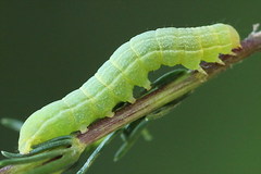 Lacanobia contigua