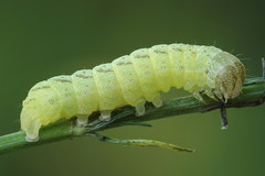 Lacanobia contigua