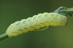 Lacanobia contigua