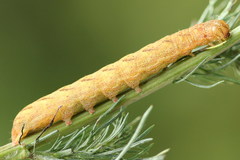 Lacanobia contigua
