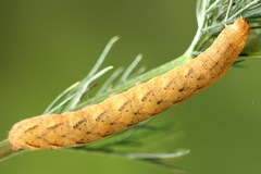 Lacanobia contigua