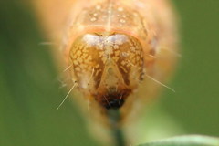 Lacanobia contigua