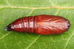 Lacanobia contigua