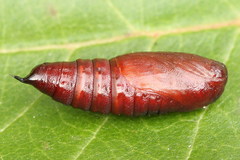 Lacanobia contigua