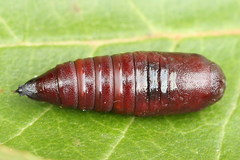 Lacanobia contigua
