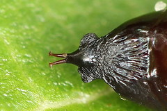 Lacanobia contigua