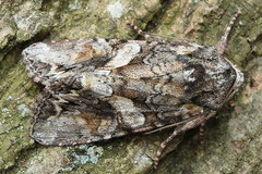 Lacanobia contigua