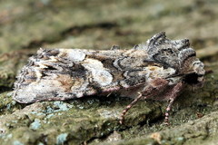 Lacanobia contigua