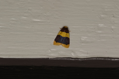 Heterallactis phlogozona