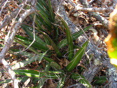 Agave filifera